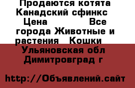 Продаются котята Канадский сфинкс › Цена ­ 15 000 - Все города Животные и растения » Кошки   . Ульяновская обл.,Димитровград г.